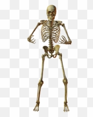 Human Skeleton Bone Anatomy - Skeleton Png Download 885 Transparent Skeleton Bones Png,Skeleton Png Transparent