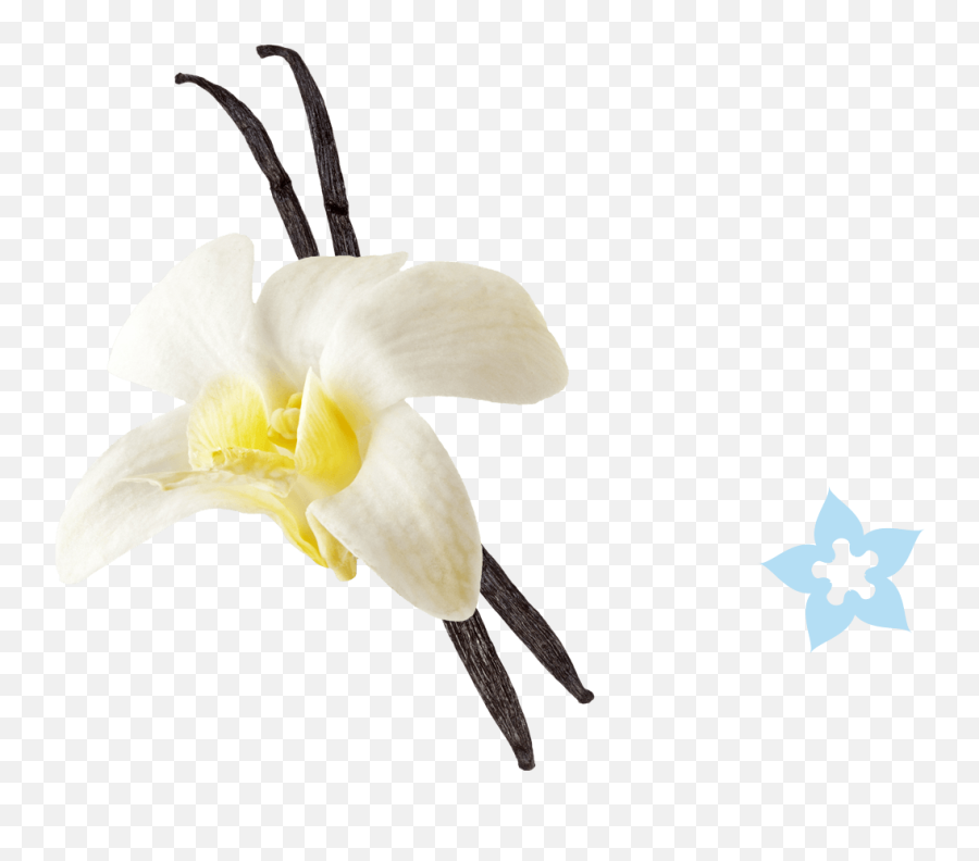Vanilla Flower Png Picture - Vanilla Ice Cream With Vanilla Flower,Vanilla Bean Png