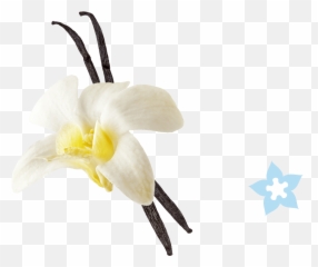 Vanilla Flower Png Picture - Vanilla Ice Cream With Vanilla Flower,Vanilla Bean Png