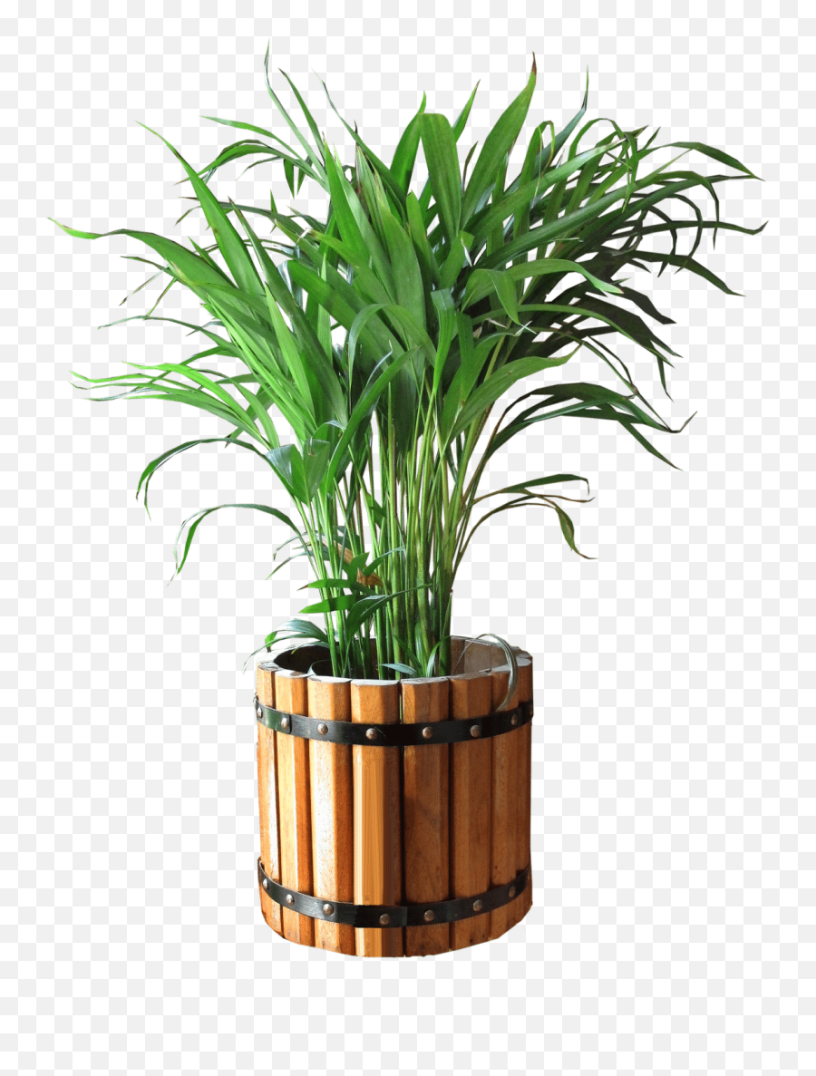 15 Beautiful Types Of Indoor Plants For Your Apartment - Zen Bunga Di Pot Png,Indoor Plant Png