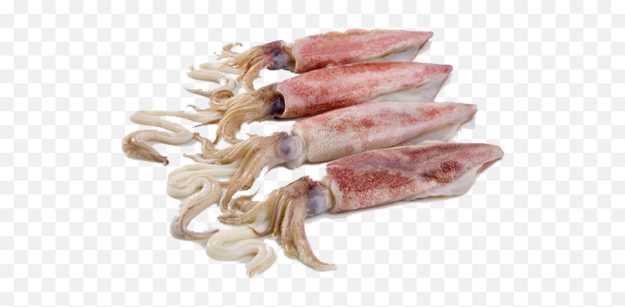 Squid Png - Squid Fish 4930100 Vippng Squids Fish,Squid Png