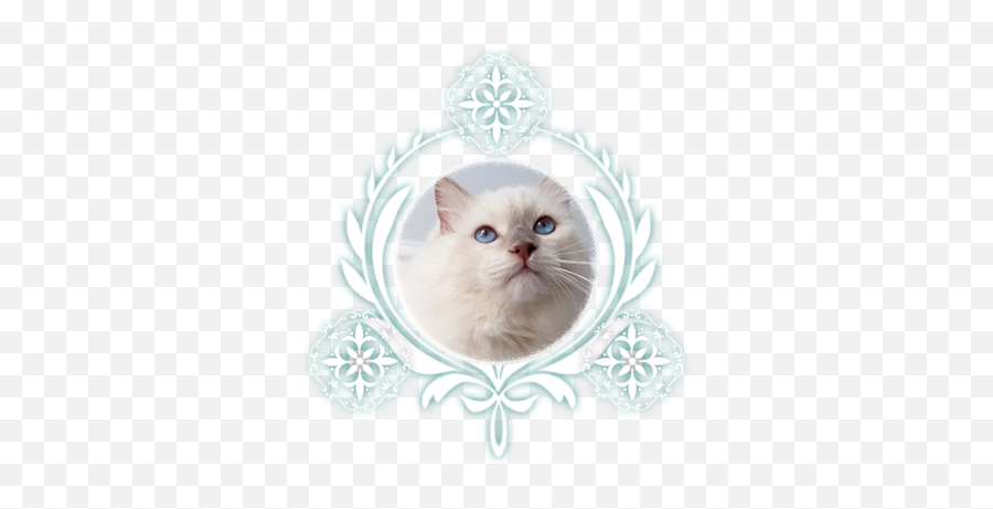 Pedigree Ragdoll Cats - Blizzard Of Cats Gb Ragdolls Decorative Png,Kitten Transparent