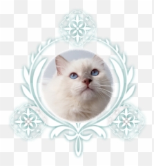 Pedigree Ragdoll Cats - Blizzard Of Cats Gb Ragdolls Decorative Png,Kitten Transparent