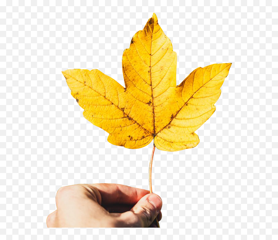 Hand Transparent Background Png - Hand Holding Maple Leaf,Leaf Transparent Background