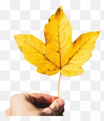 Hand Transparent Background Png - Holding Maple Leaf