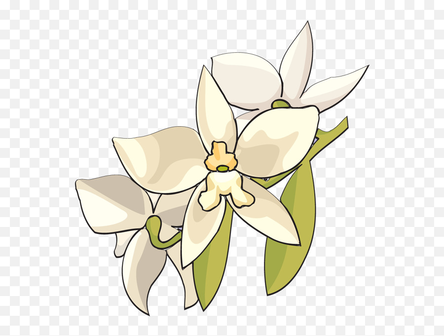 Flower Clip Art Panda Free Images - White Orchid Flower Clip Monja Blanca Clipart Png,Orchid Png