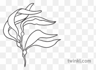 Kelp Plant Nature Water Classic Topics - 150g On Scales Png,Kelp Png