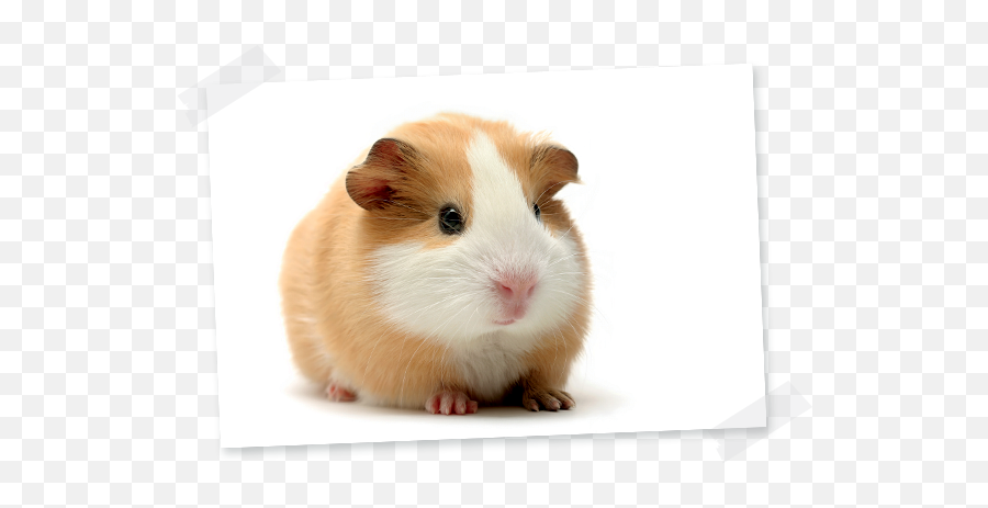 Guinea Pig - Hamiform Pet Adorable Guinea Pig Png,Guinea Pig Png