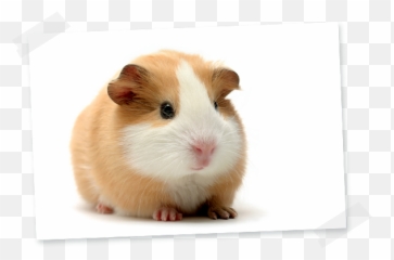 Guinea Pig - Hamiform Pet Adorable Guinea Pig Png,Guinea Pig Png
