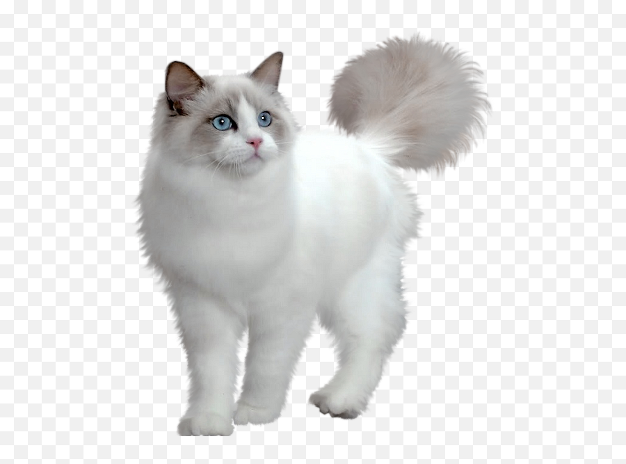 Langford Vets - Cat Genetic Testing Cute Munchkin White Cat Png,Transparent Cat