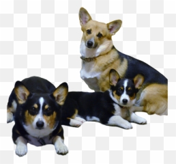 Diamond K Corgis - Black Face Pembroke Welsh Corgis Png,Corgi Transparent