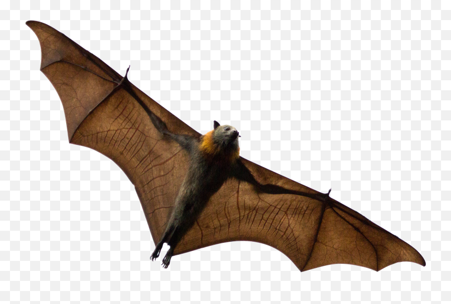 Bat Transparent File - Sydney Png,Bat Transparent