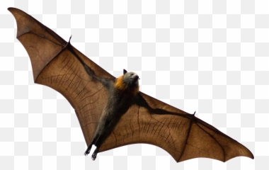 Bat Transparent Images - Bats Png,Bat Transparent - free transparent ...