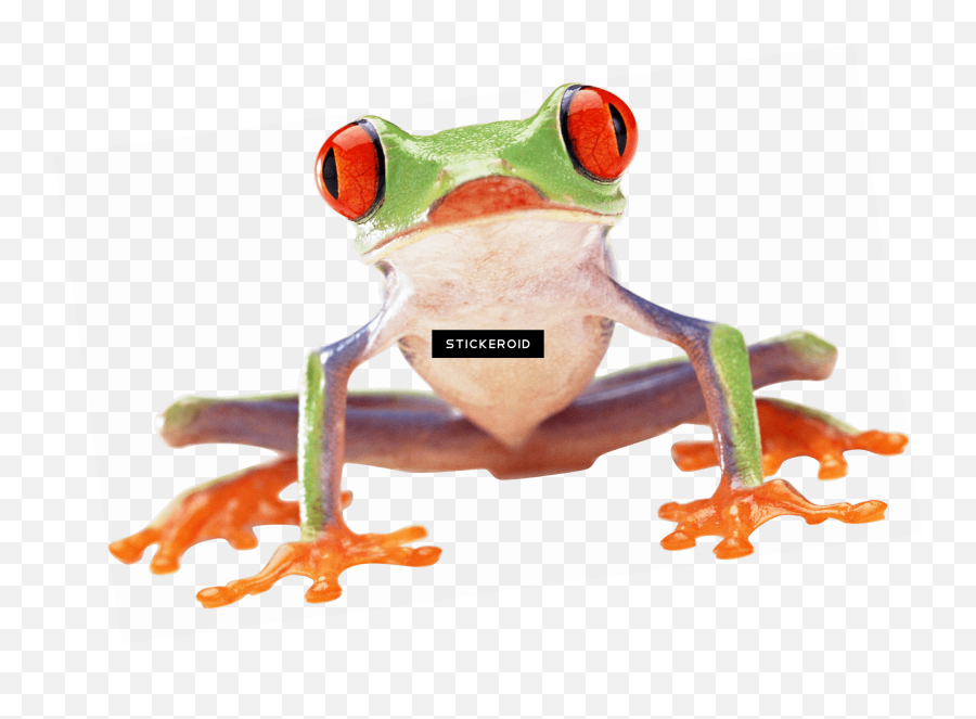 Top Ten Wednesday Frog Png Kermit The