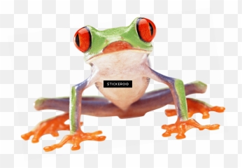 Top Ten Wednesday Frog Png