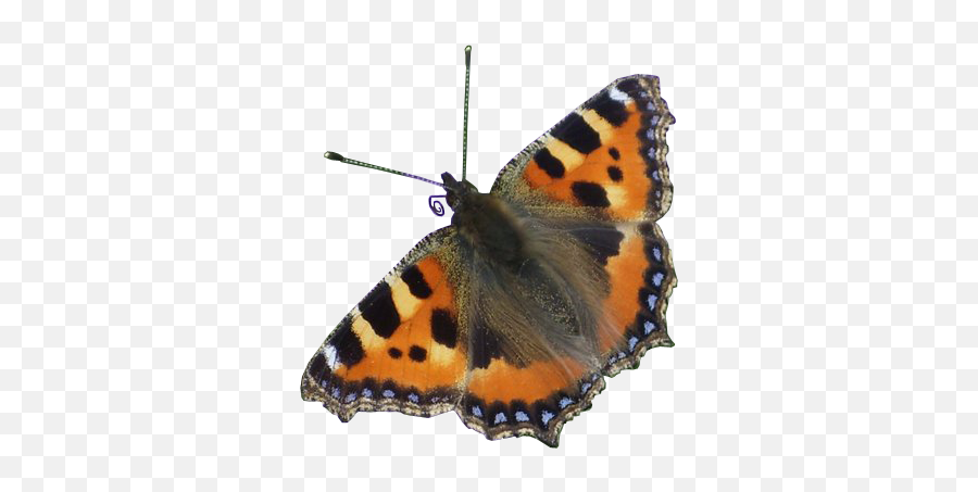 Red Admiral Butterfly Transparent - Red Admiral Butterfly Png,Butterfly Transparent