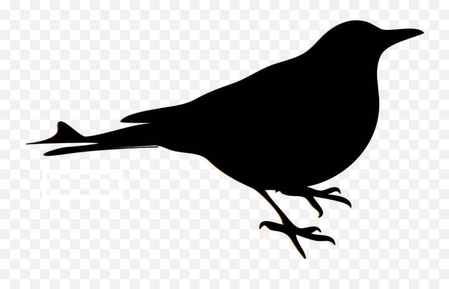 Bird Blackbird Sillhouette - Free Vector Graphic On Pixabay Desenhos De Passaros Pretos Png,Black Bird Png