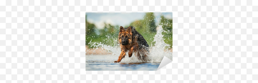 Sticker German Shepherd Dog Jumps In Water - Pixersus Poem Of German Shepherd Png,German Shepherd Icon