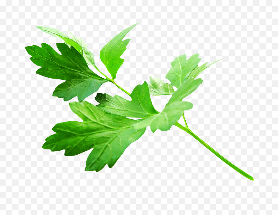 Parsley Leaves Png Image - Purepng Free Transparent Cc0 Parsley Png,Leaf Png