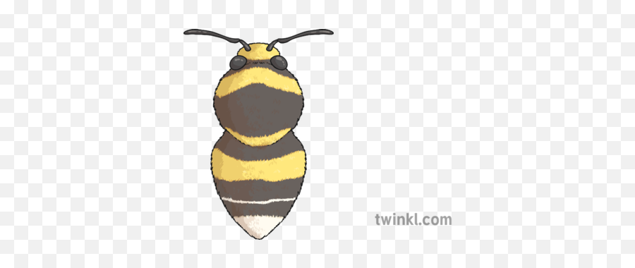 Garden Bumblebee Illustration - Twinkl Honeybee Png,Bumble Bee Png