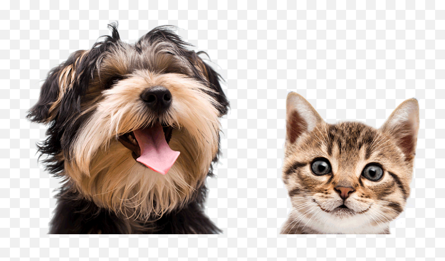 Cat Dog Transparent Png Clipart Free - Cute Dog And Cat Png,Dog And Cat Png