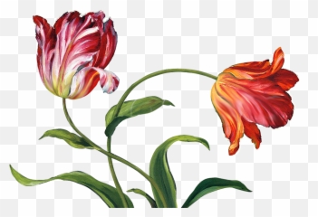 Flowers Pattern Kx46 Png V74 Pictures - China Painting