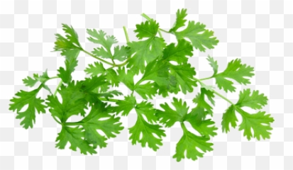 Cilantro - Smart Nutrition Llc Illustration Png,Cilantro Png