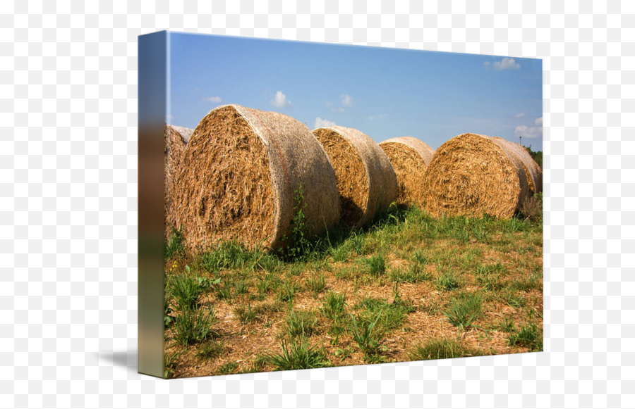 Round Hay Bales Drying In The Sun By Susan Leonard - Hay Png,Hay Bale Png