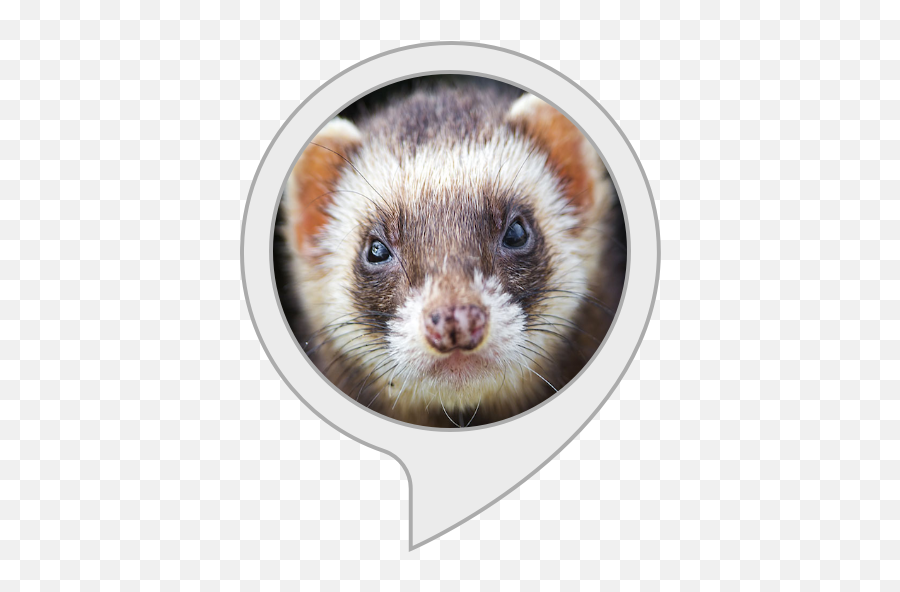 Alexa Skills - Ferret Png,Ferret Png