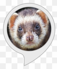 Alexa Skills - Ferret Png,Ferret Png