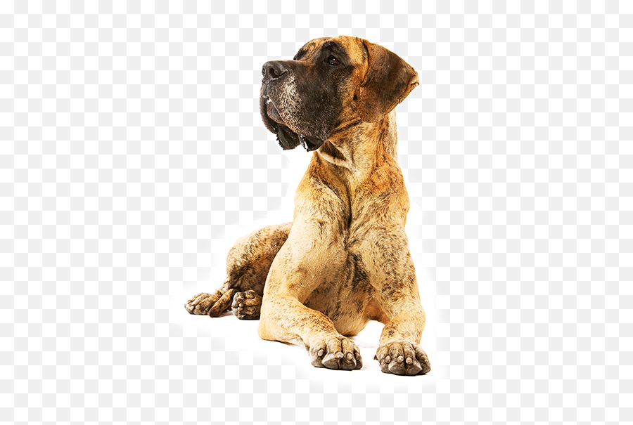 Great Dane - Royal Canin Png,Great Dane Png