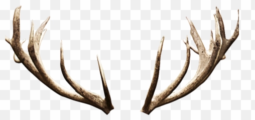 Deer Antlers Horns Png Image