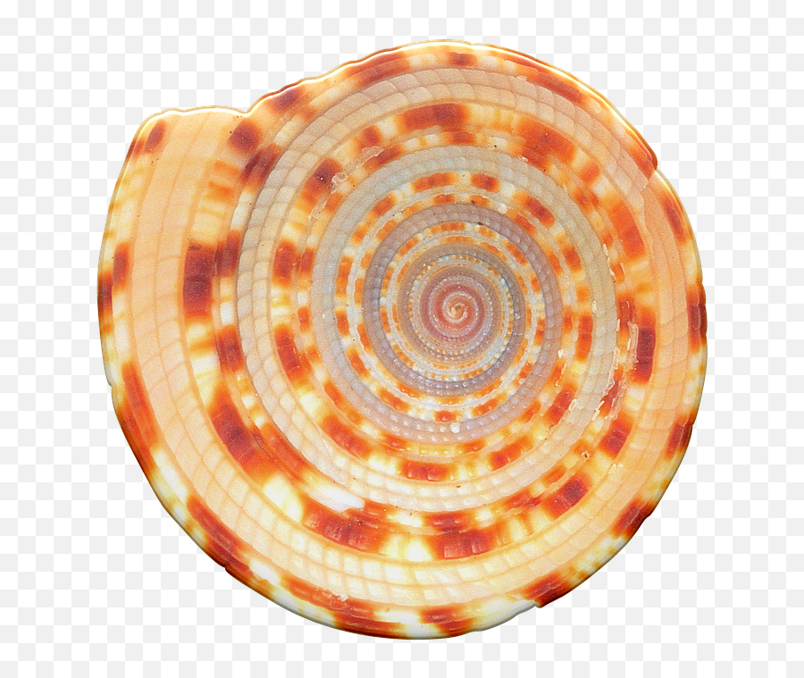 Seashells Shells Conch - Free Image On Pixabay Spiral Png,Seashells Png