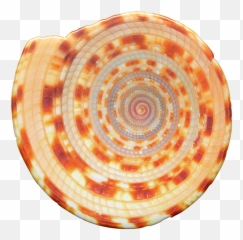 Seashells Shells Conch - Free Image On Pixabay Spiral Png,Seashells Png