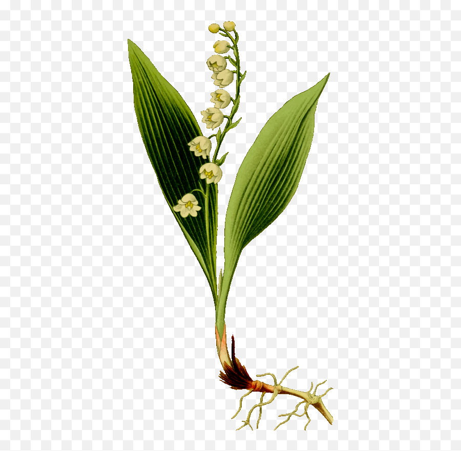 Download Lily Of The Valley - Konvalinka Png Transparent Lily Of The Valley Svg,Lillies Png