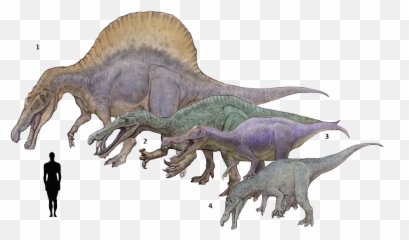 Spinosaurus Drawing Godzilla 2014 - Suchomimus Baryonyx Spinosaurus Png,Spinosaurus Png