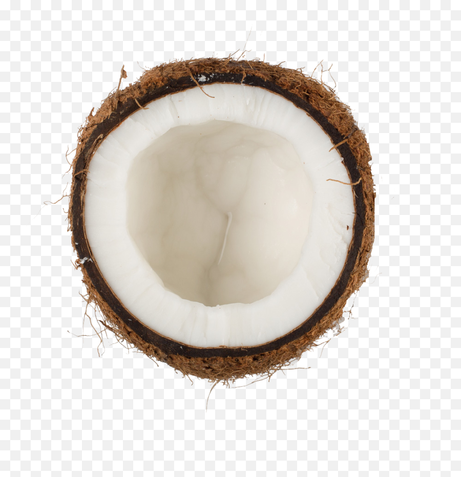 Coconut Transparent File - Coconut Png,Coconut Transparent