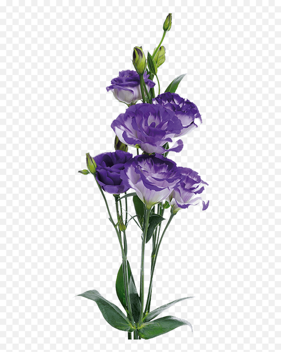 Lisianthus U2013 Rio Roses - Lisianthus Png,Purple Flower Png