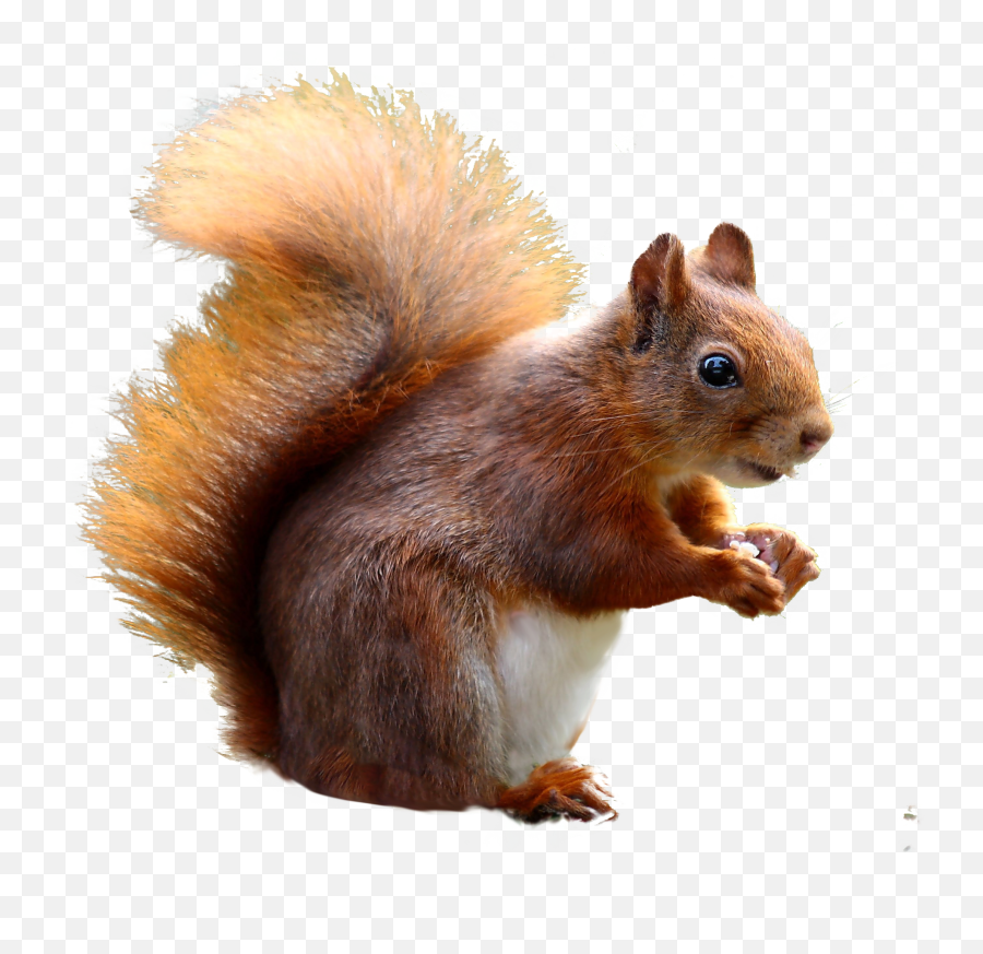 Squirrel Png Photo Image Play - Squirrel Png Transparent,$ Png