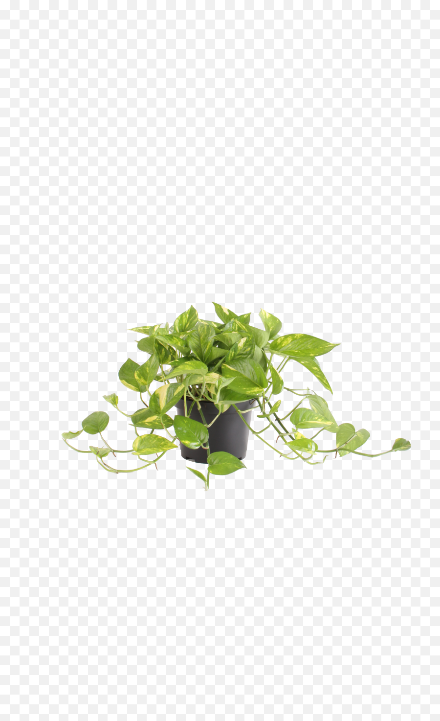Costa Farms Live Indoor 10in Pothos Grower Pot - Top Low Light Plants Png,Hanging Ivy Png