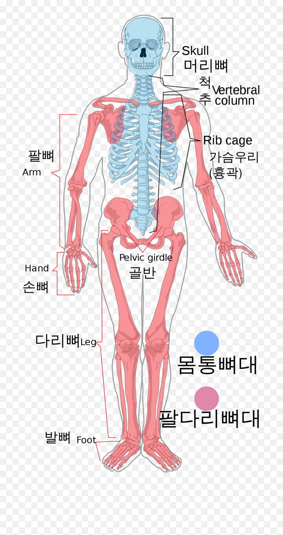 Skeleton Arm Png - Skeleton Diagram Joints Ko En Appendicular Meaning In Hindi,Skeleton Arm Png