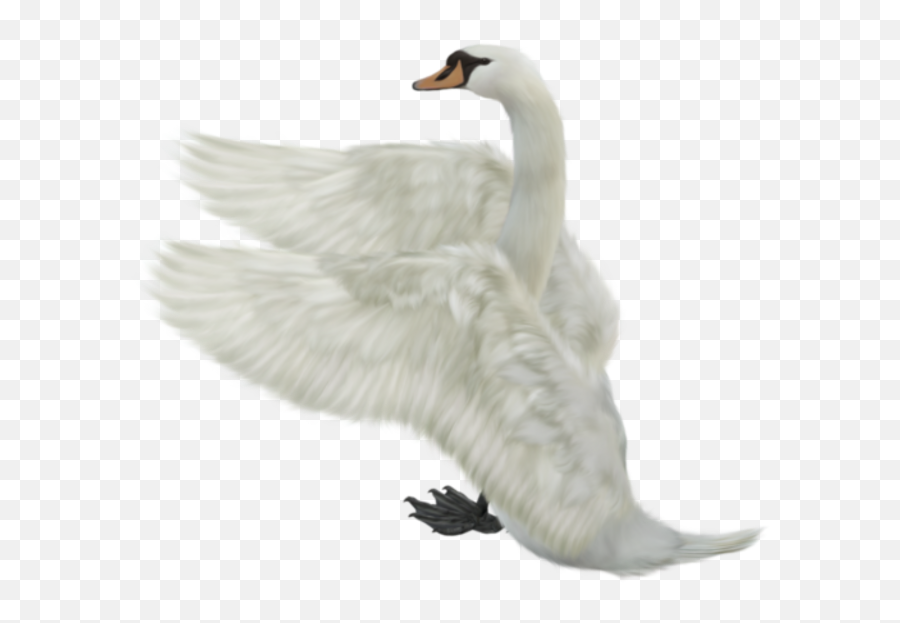 Swan Png Transparent Background Image For Free Download 34 - Flying Transparent Transparent Background Swan,Free Png Images With Transparent Background