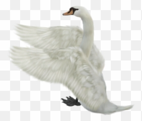 Swan Png Transparent Background Image For Free Download 34 - Flying