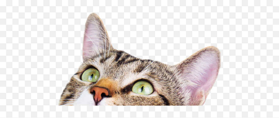 Cat Adoption Search By Color Age Breed Location And More - Cat Look Up Png,Transparent Cat
