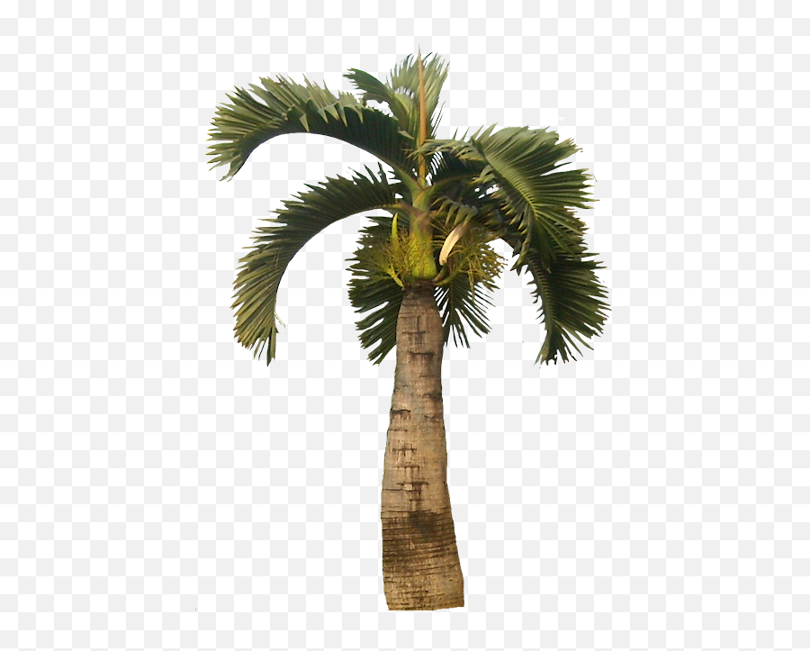 Download Tropical Plant Pictures - Bottle Palm Tree Png,Palm Trees Png
