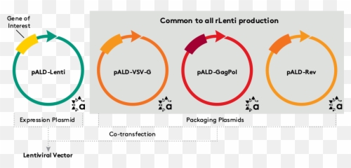 Supporting Aav And Lentiviral Vector Development - Lentivirus Helper Plasmid png