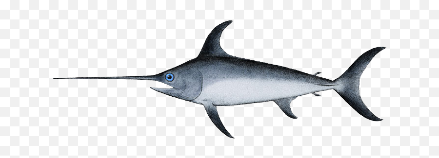 Swordfish - Fish With Long Nose Png,Marlin Png