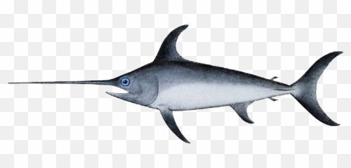 Swordfish - Fish With Long Nose Png,Marlin Png