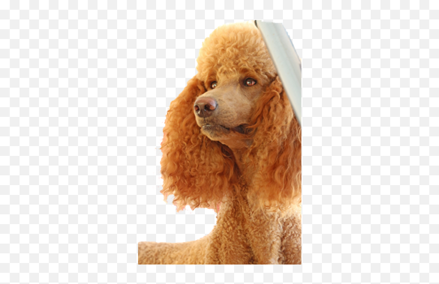 Poodle History Mysite Png Icon