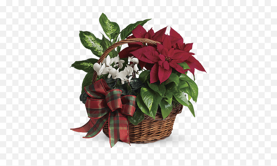 Poinsettia Facts With Diy Crafts U0026 Planting Guide Teleflora - Karácsonyi Virágcsokor Png,Poinsettia Png